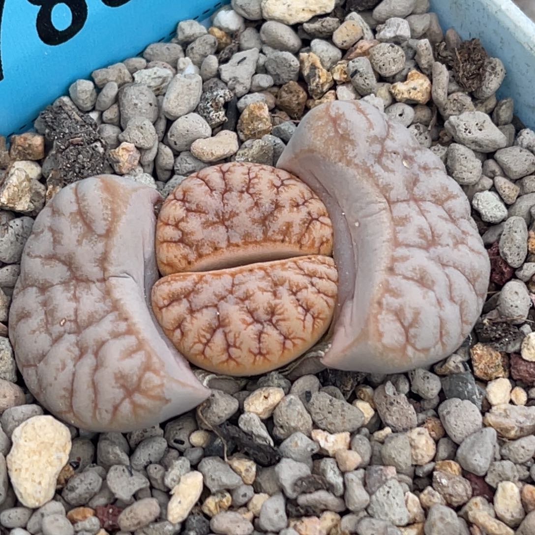 ****i7888睫毛铁189一颗