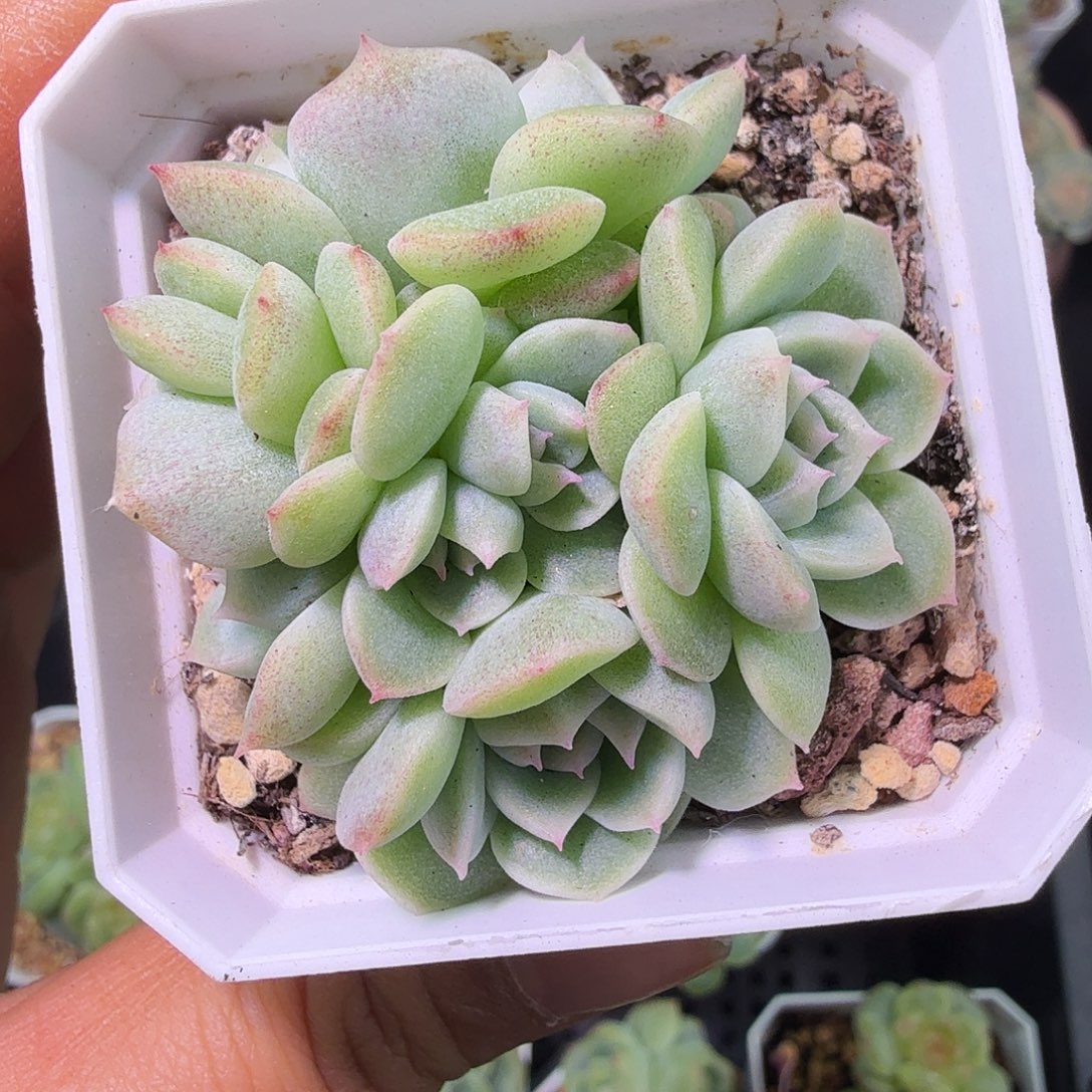 （***）B2财富密码一物一拍