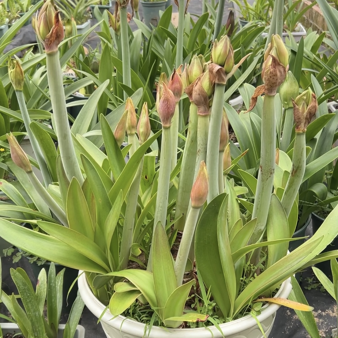 一物一拍朱顶红，坨坨朱，原盆原土