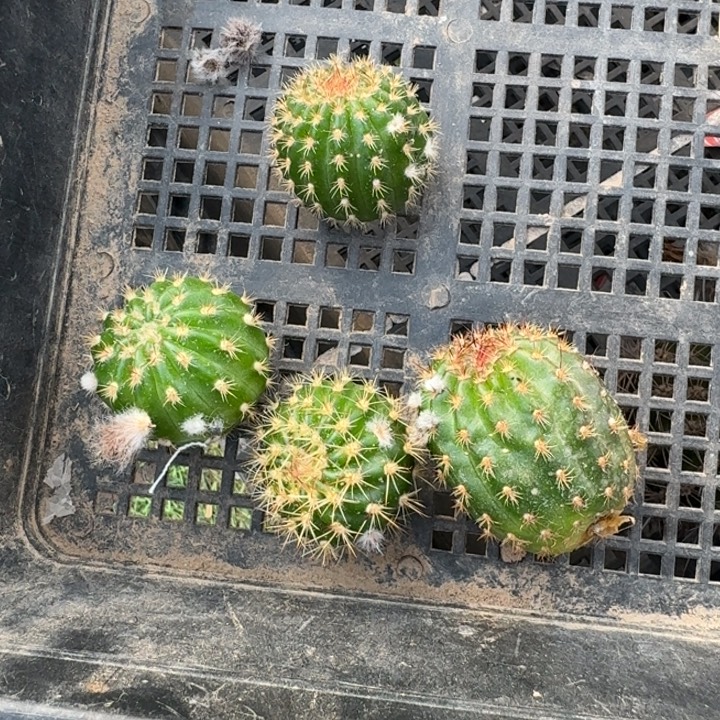 216丽花139歪3公分左右无根侧牙，20包邮