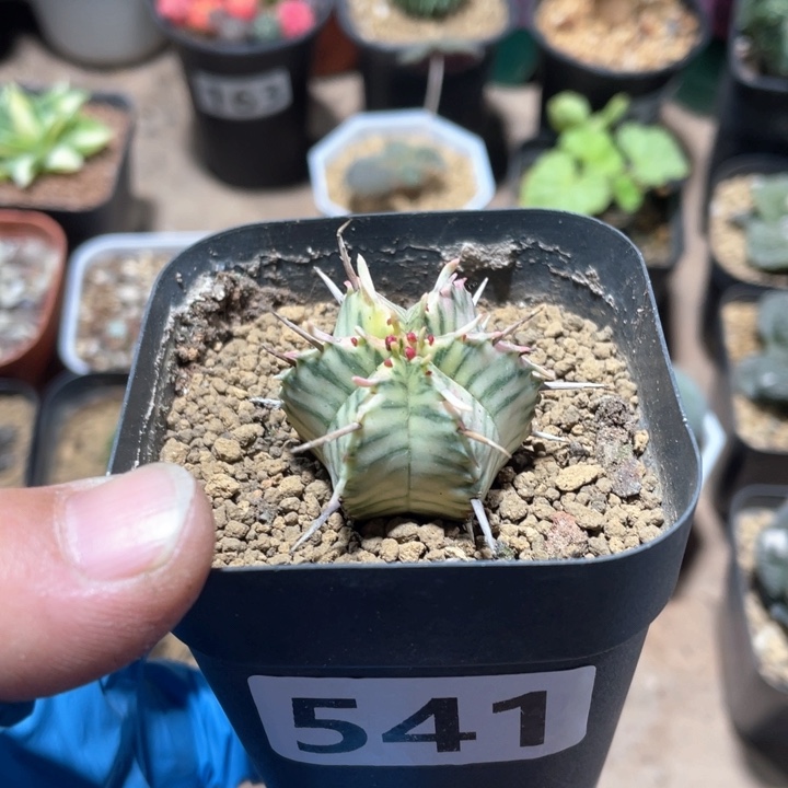 孜*541斑马魁伟锦仙人球