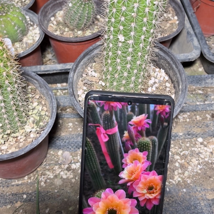 时光有根一个13cm满20包邮