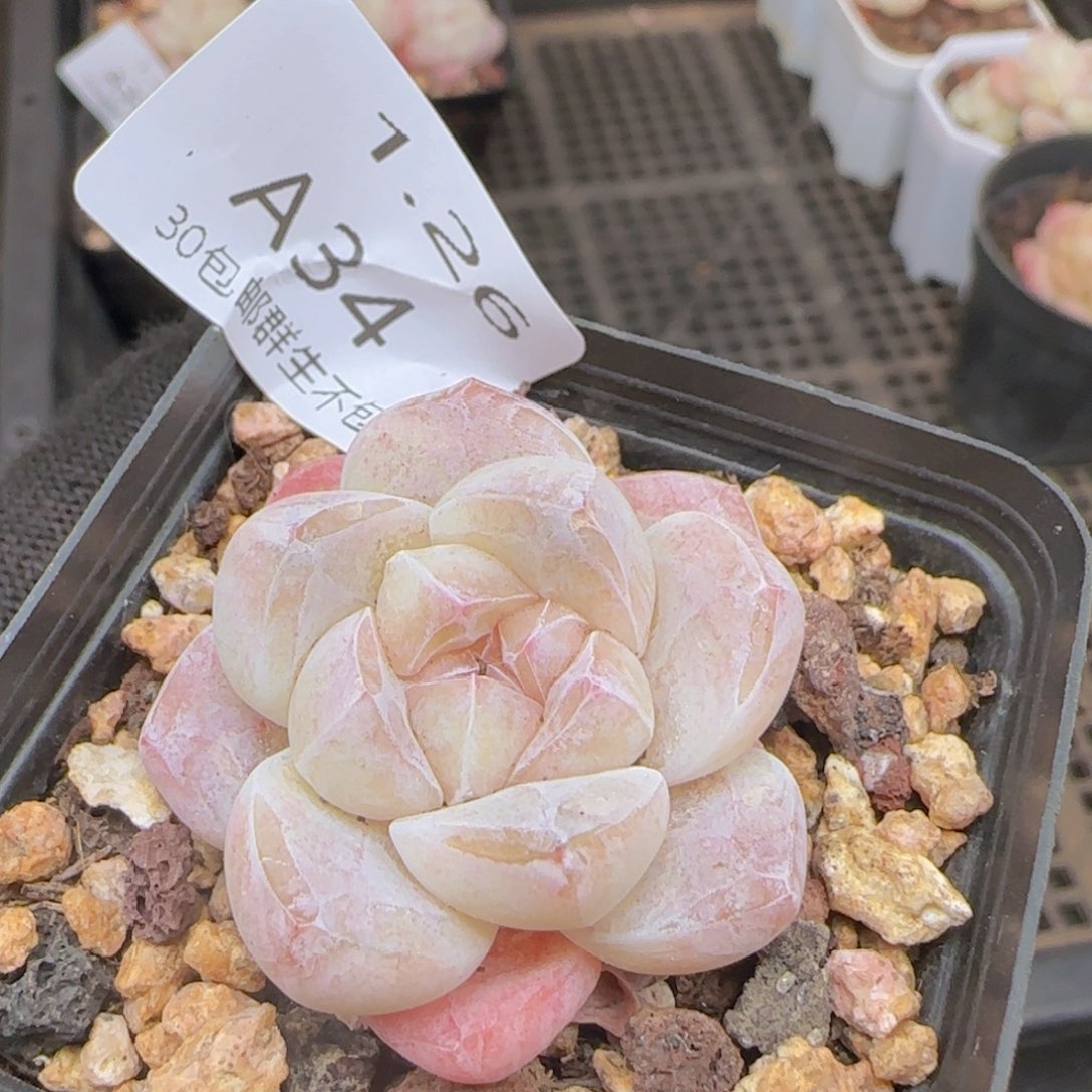 糖心冰玉一颗脱土发货