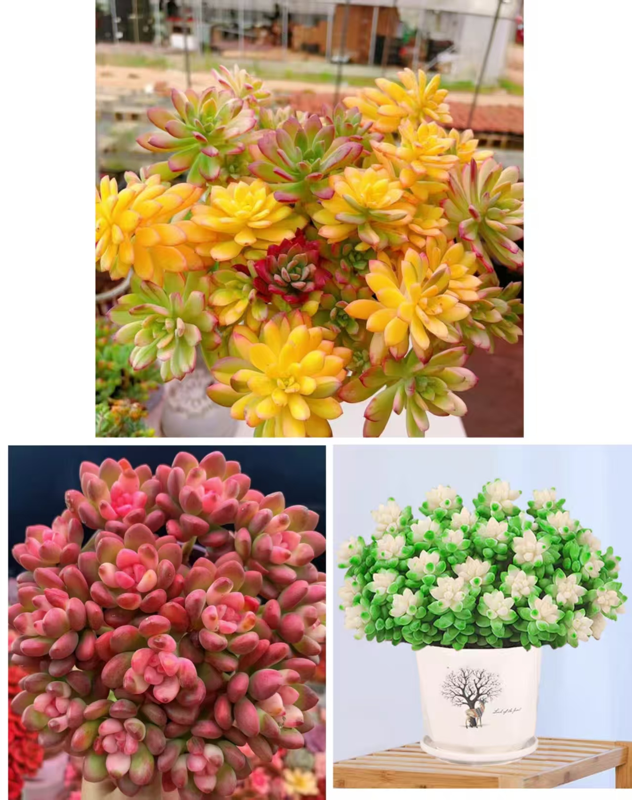 {七彩云南+红玛瑙+雪花} 带盆土发 新手好养活 室内外养 金喜多肉