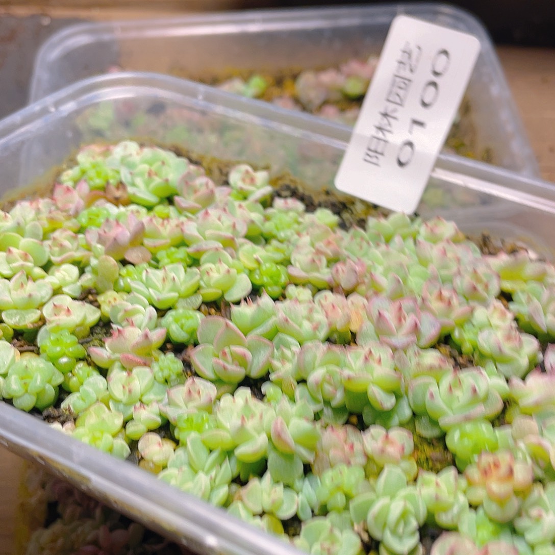 .***多肉植物多肉植物100