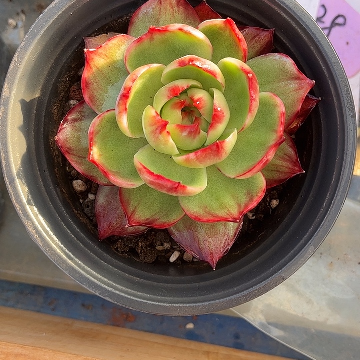 惊鸿仙子多肉植物128