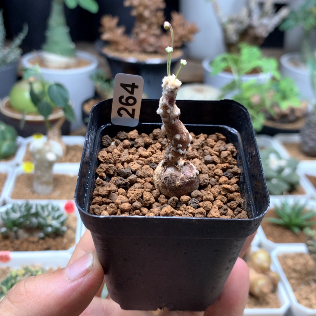 派马厚敦菊母本多肉带盆264