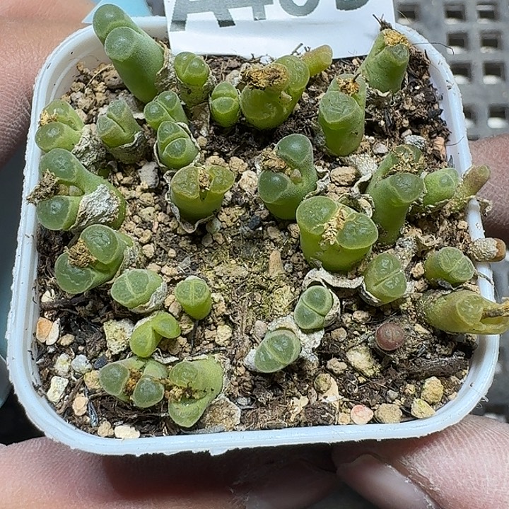 405 多肉植物多肉植物