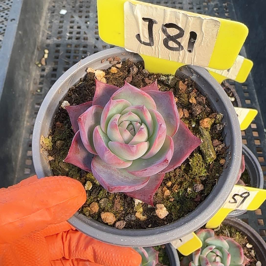 ?****J81惊鸿单头多肉