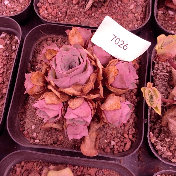 露***7026山地玫瑰花群