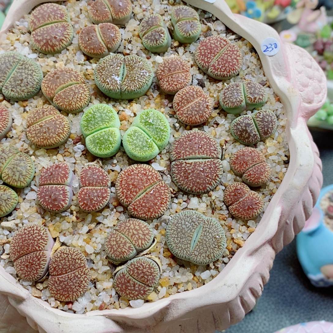 鲸***落生石花花花花花花花花423