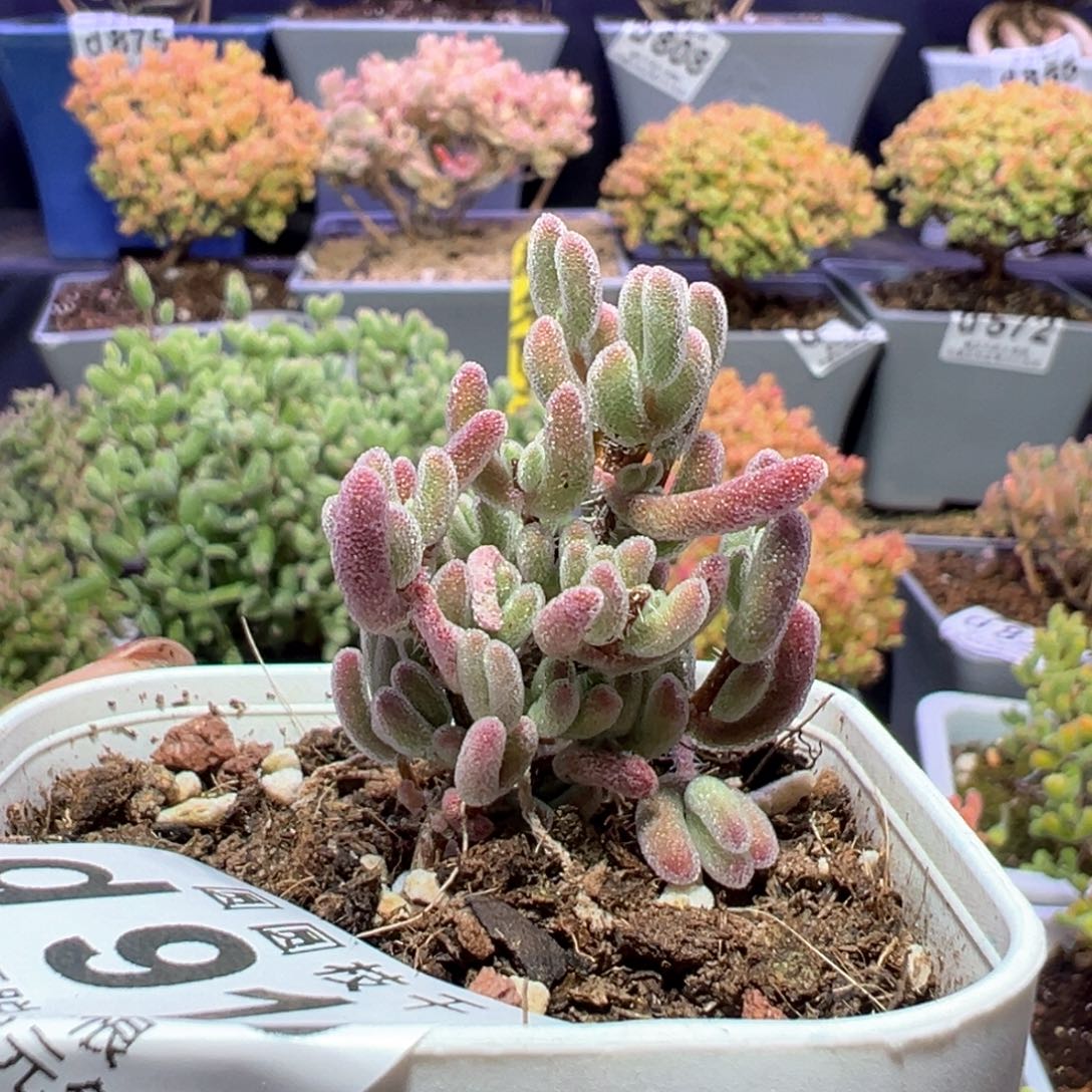 d916实生琉璃枝干番杏情人节福利价