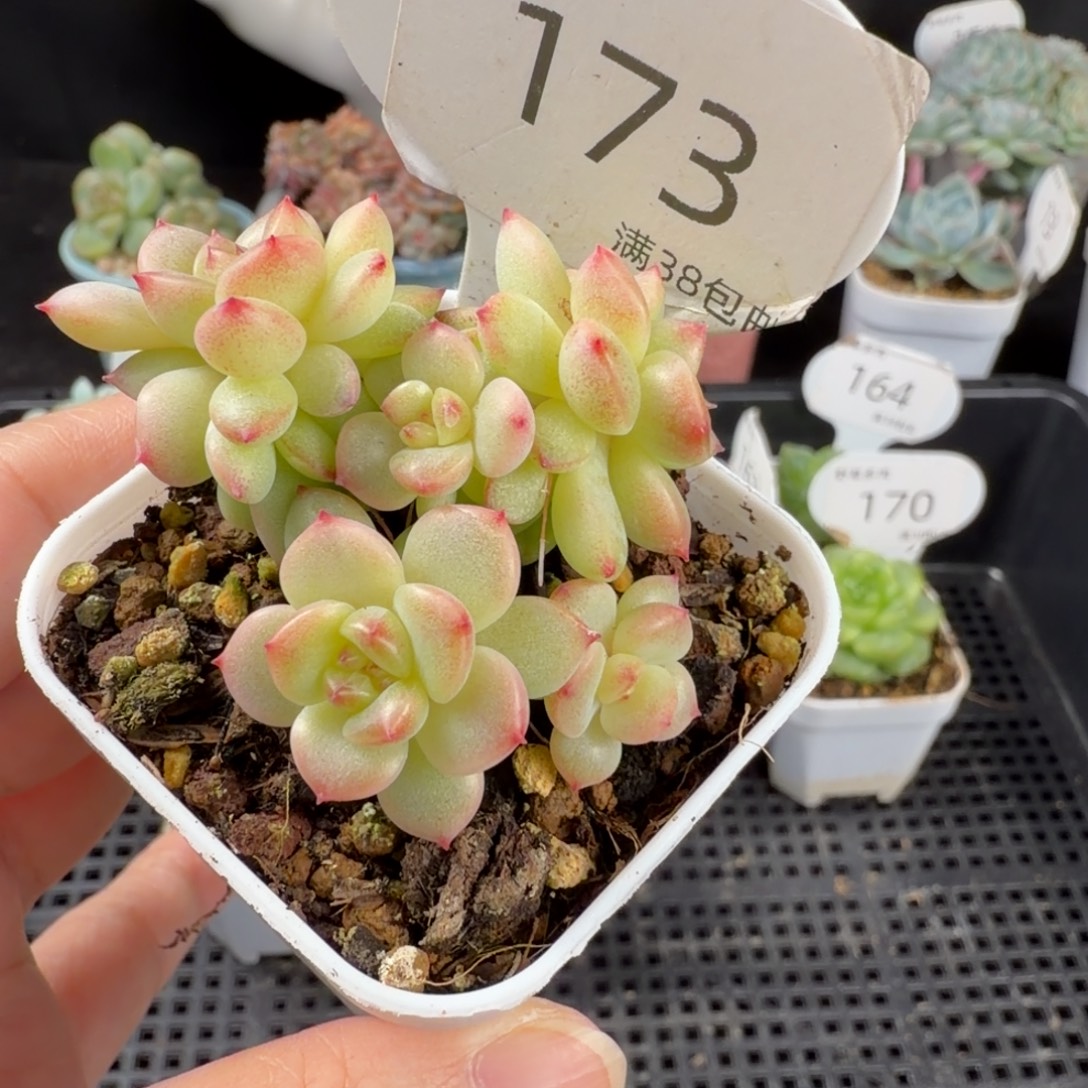 珍妮新品六头群173号