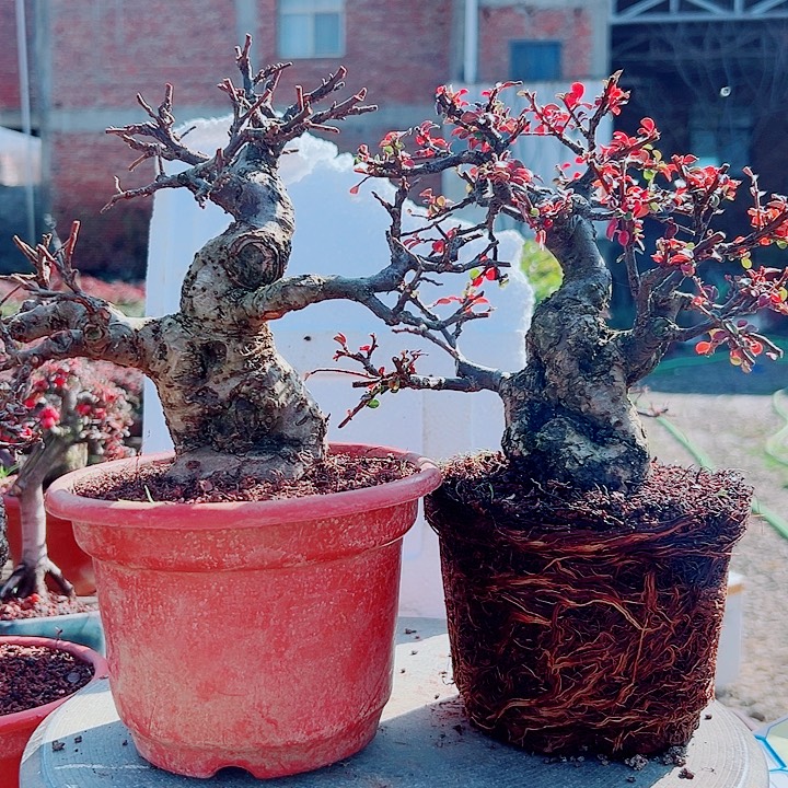 茶***生无花朵红花栒子，带盆发货，漂亮