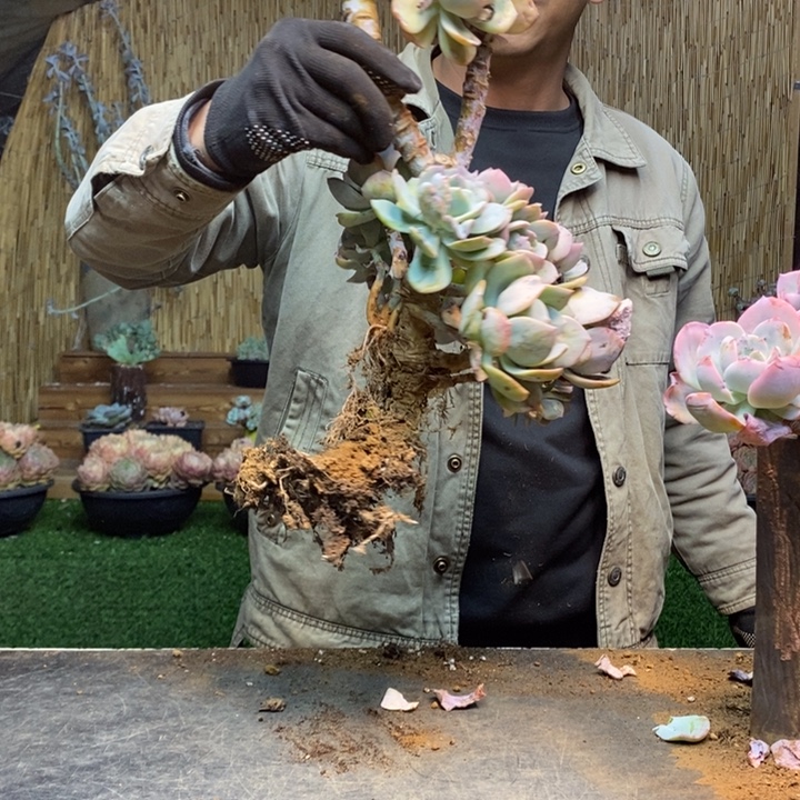 云***。71 号白凤多肉植物