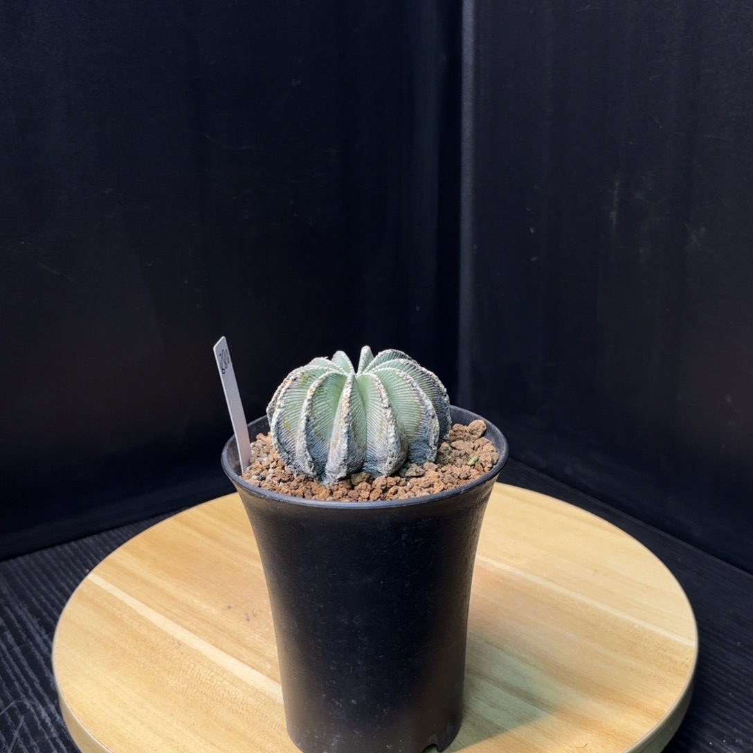 木 花笼老球熟桩带盆土