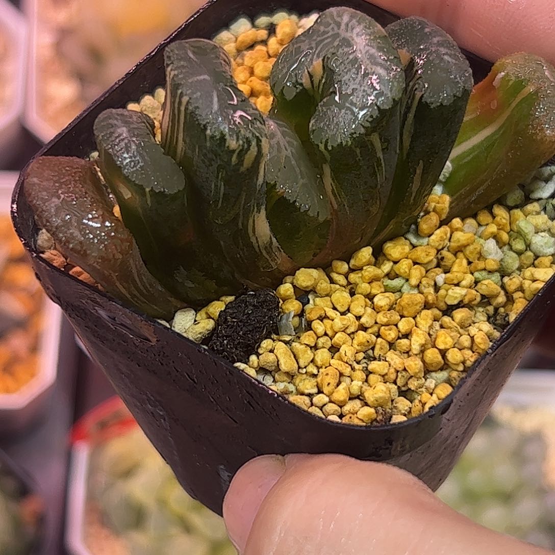 火山玉扇锦十二卷多肉植物