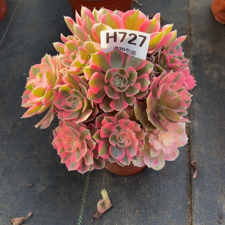 瑞妈，，，。。727。。，。