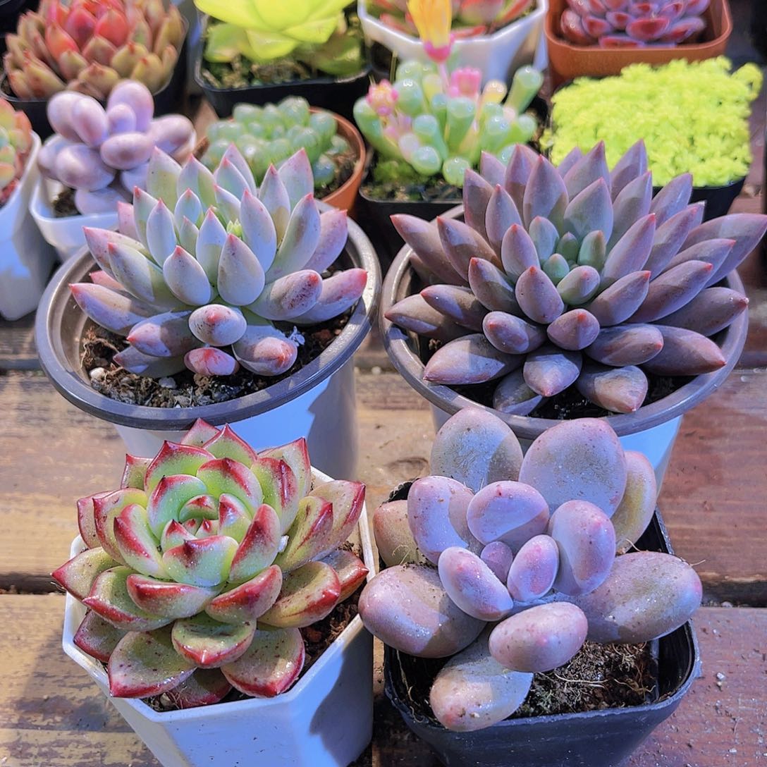 大所罗门➕大红蜻蜓➕夜魔侠➕桃美人