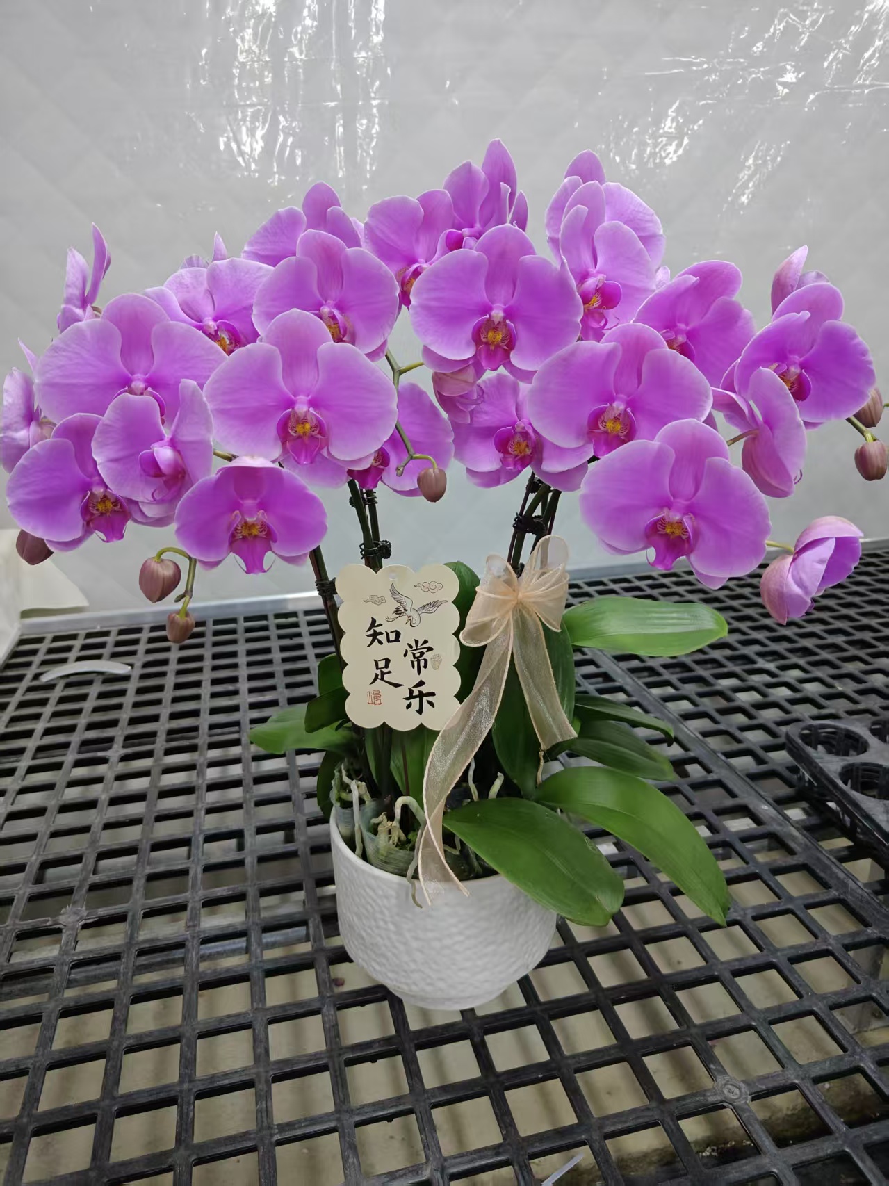 蝴蝶兰【粉宝图】鲜花盆栽室内观赏花花佛山基地直发好养易活