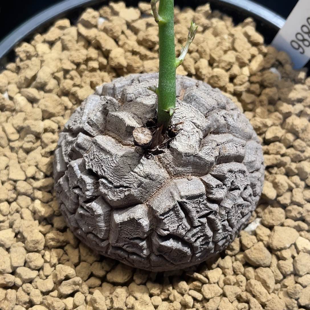 886大甲深裂纹龟6.7公分