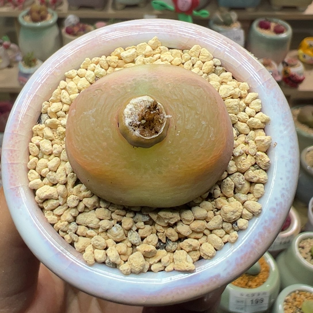 多肉植物216号毛毛