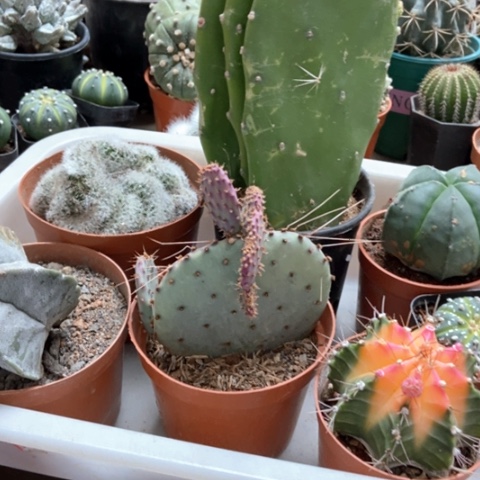 七角仙人球30米仙人球