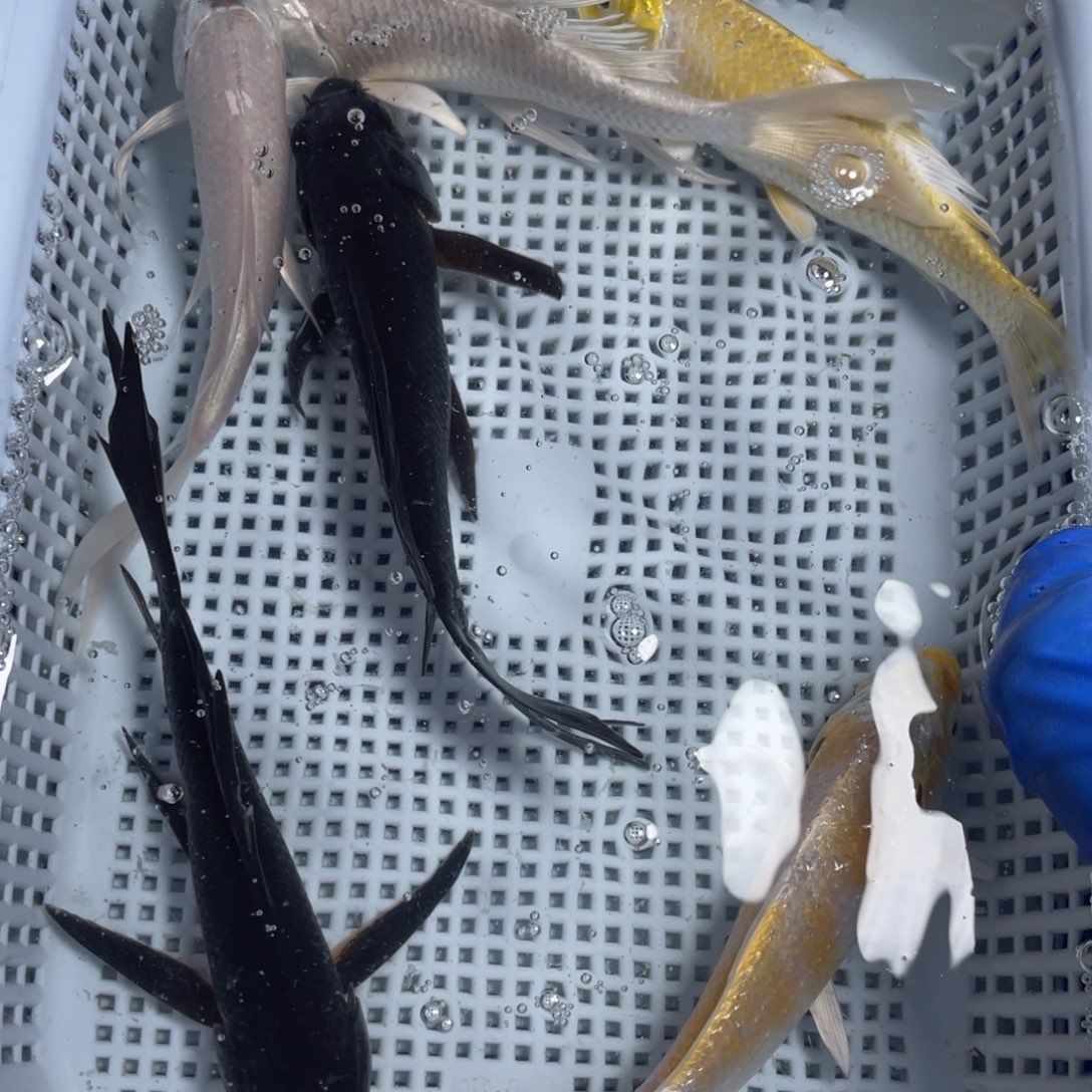 海水鱼花泰狮金鱼40