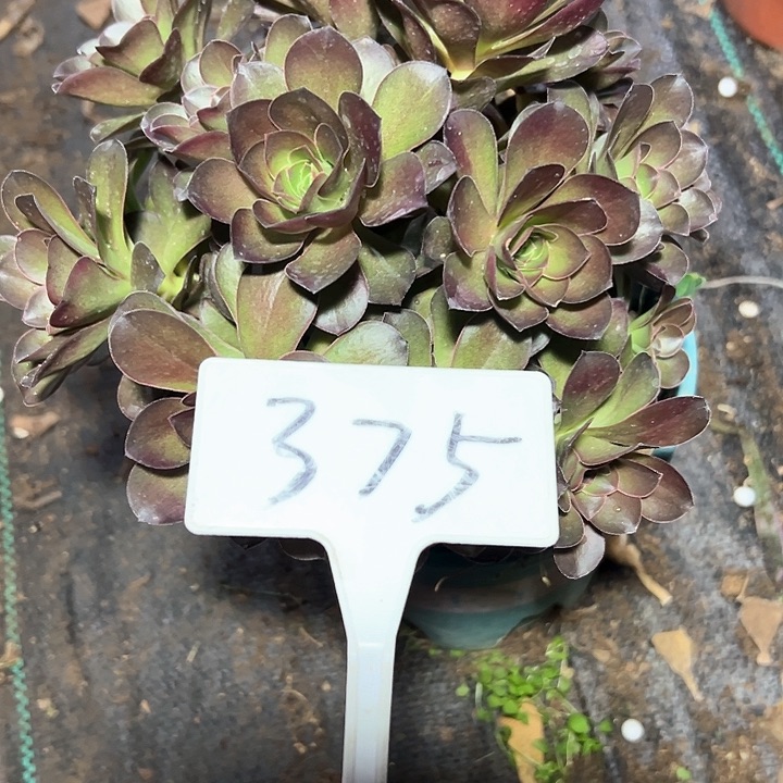 多肉植物梅金法师