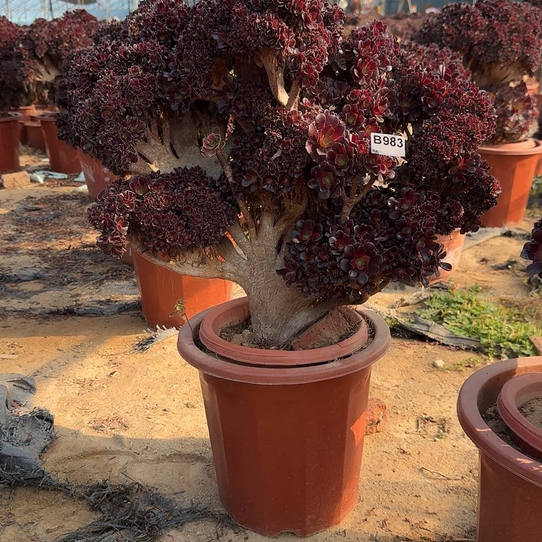 雅***汶983欧紫朵朵一颗牙呀