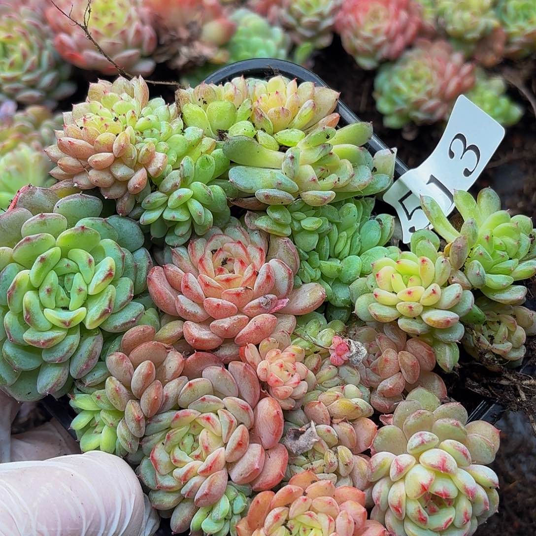 多肉植物多肉植物513