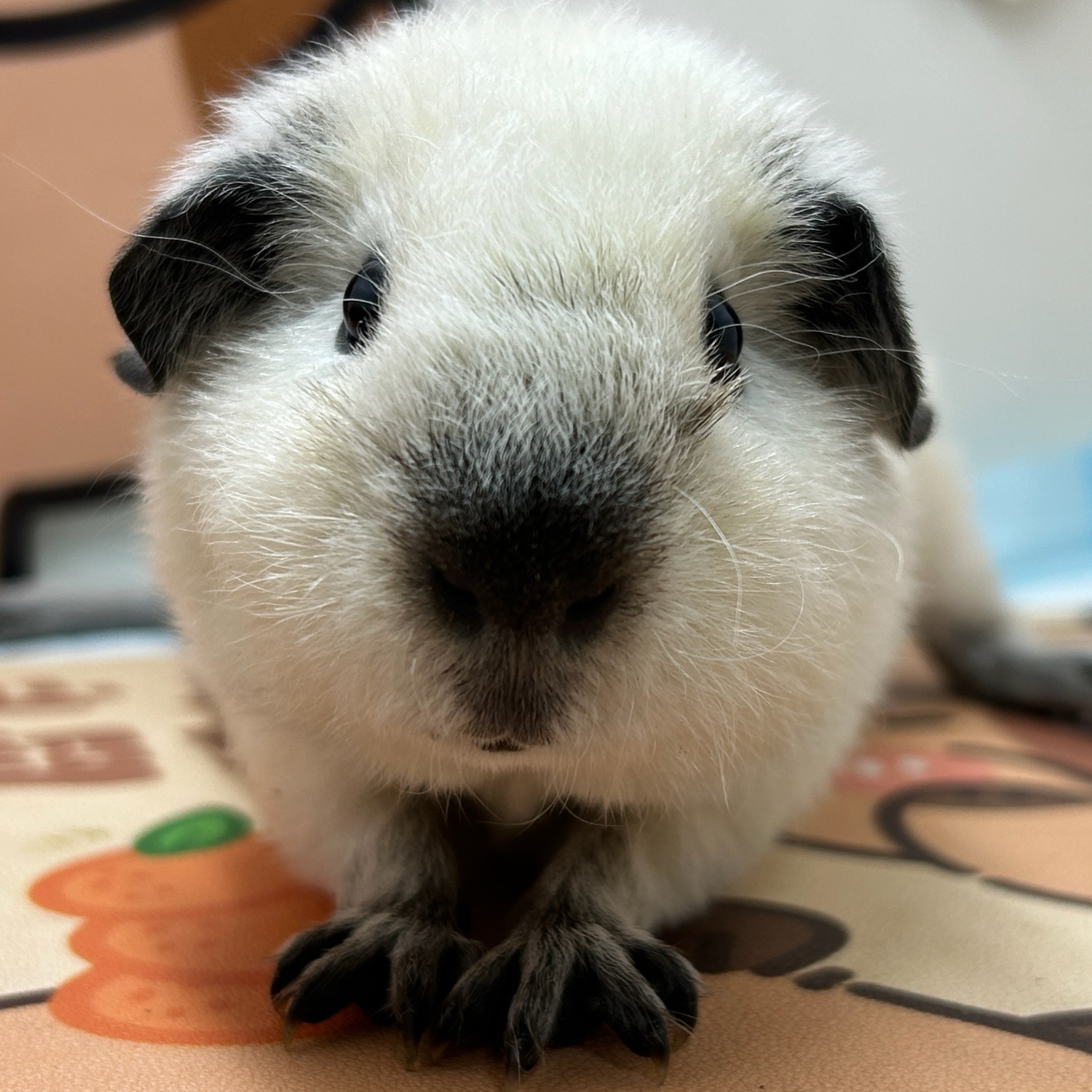 宠物豚鼠白泰加荷兰猪弟弟