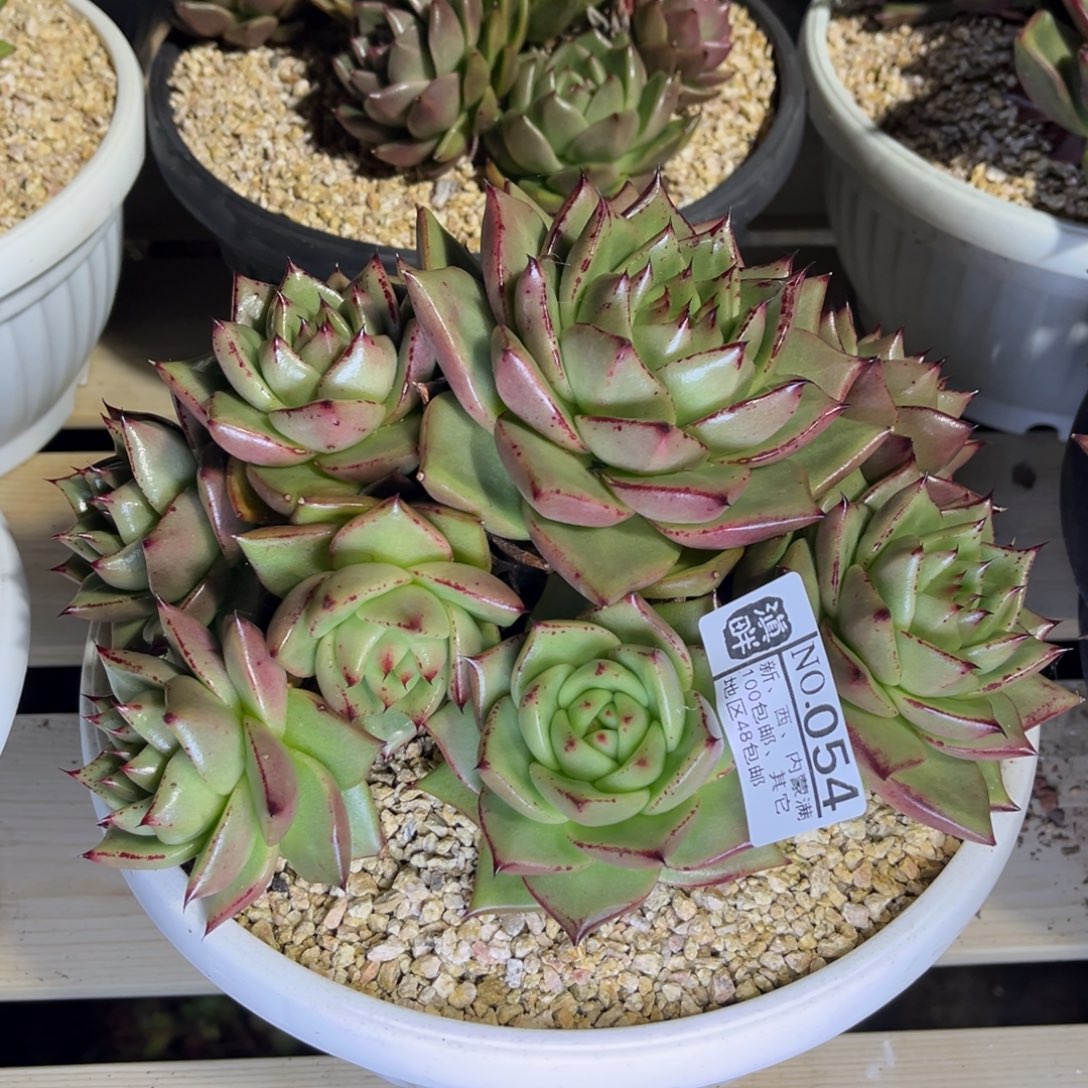 054…………………………冬云群