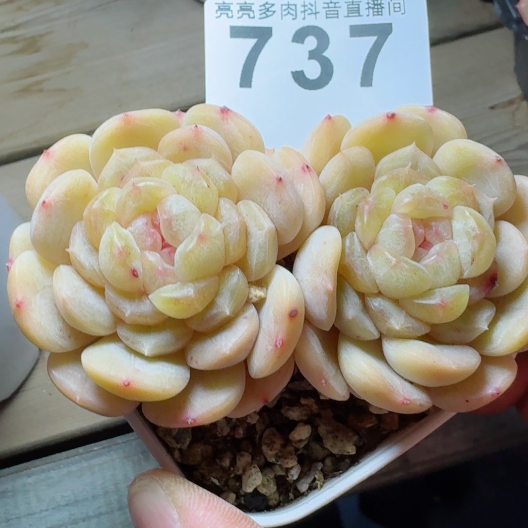 白色恋人双头老桩