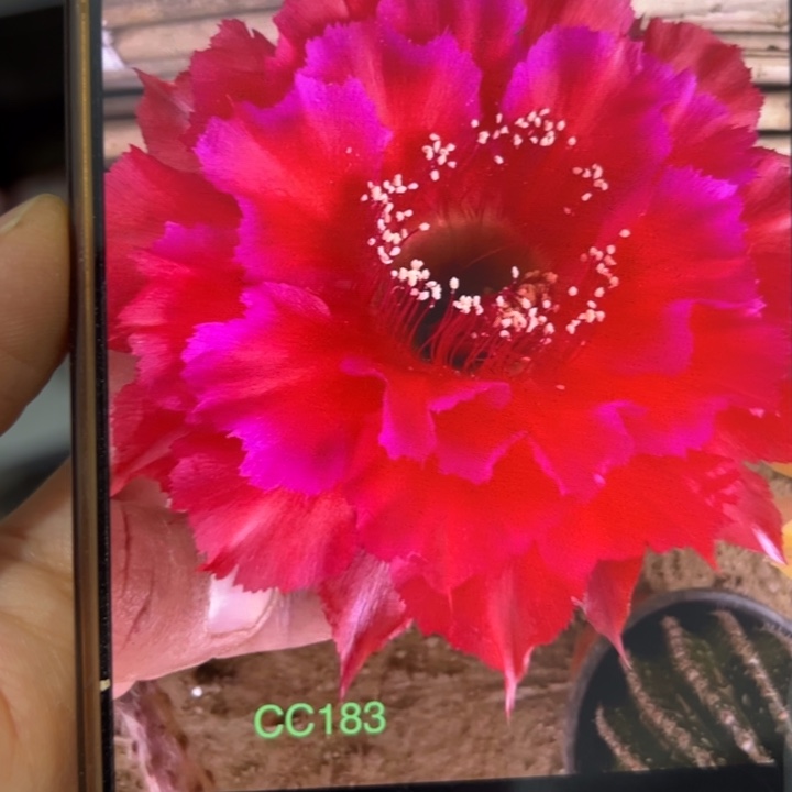 仙人球侧芽歪cc183