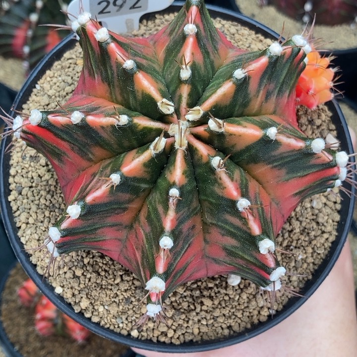 微瑕 福利大漏 米哈仙人球