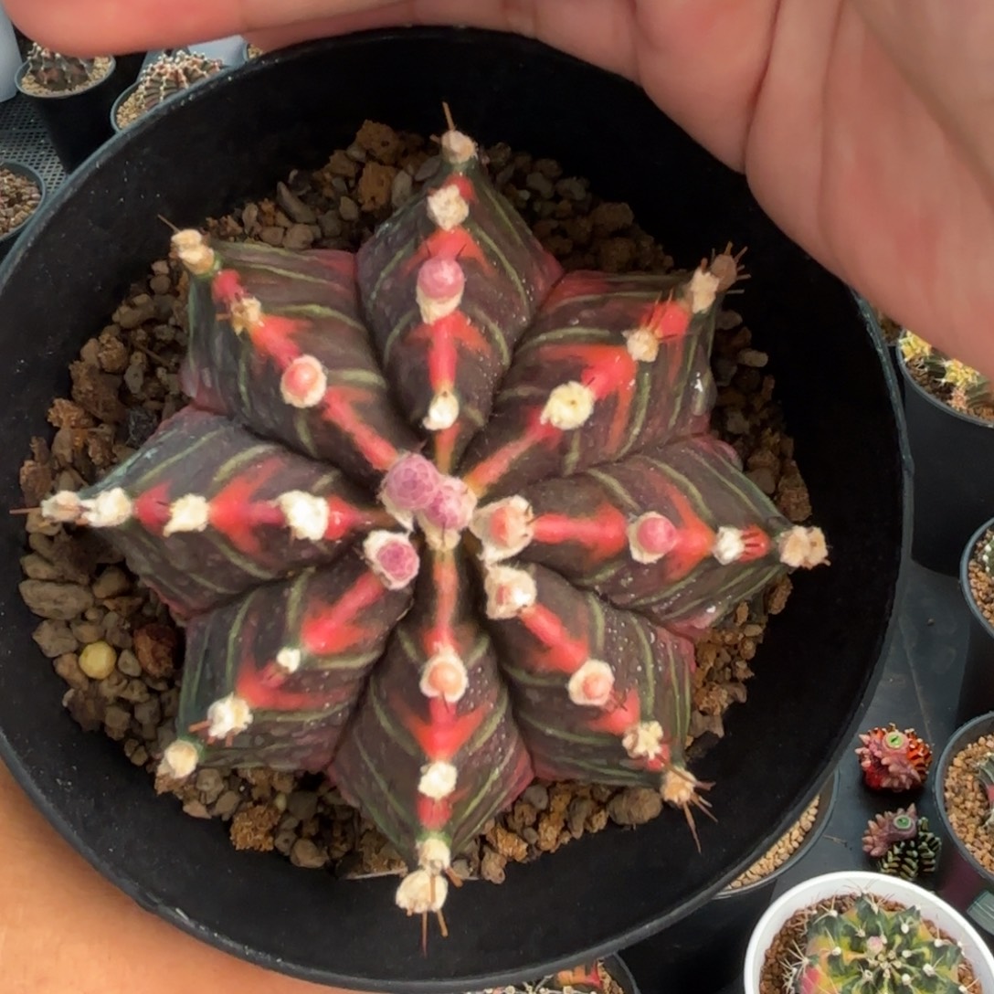 泰系实生米哈仙人球特价