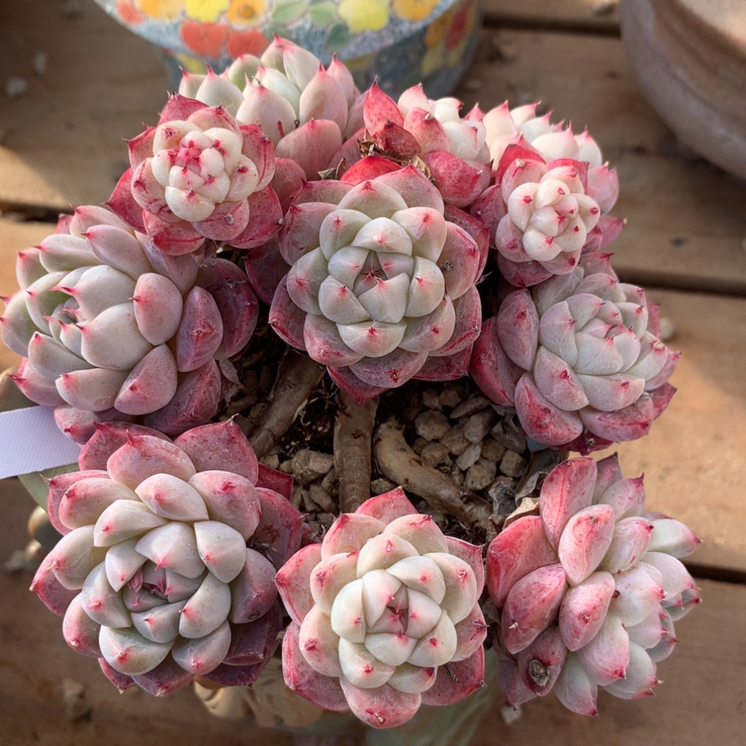 佳人一物一拍 015