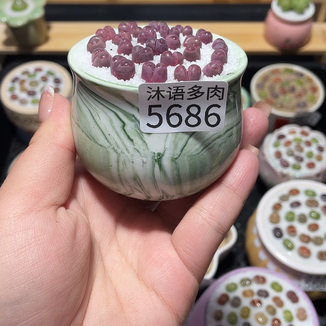 西***儿带盆土植物 一物一拍5686