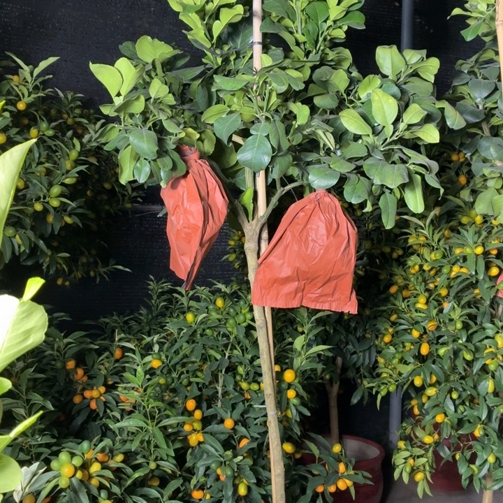 青****完全开放一物一拍