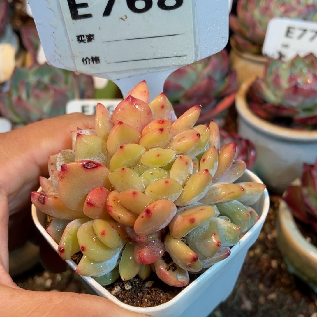 香橙多肉植物768