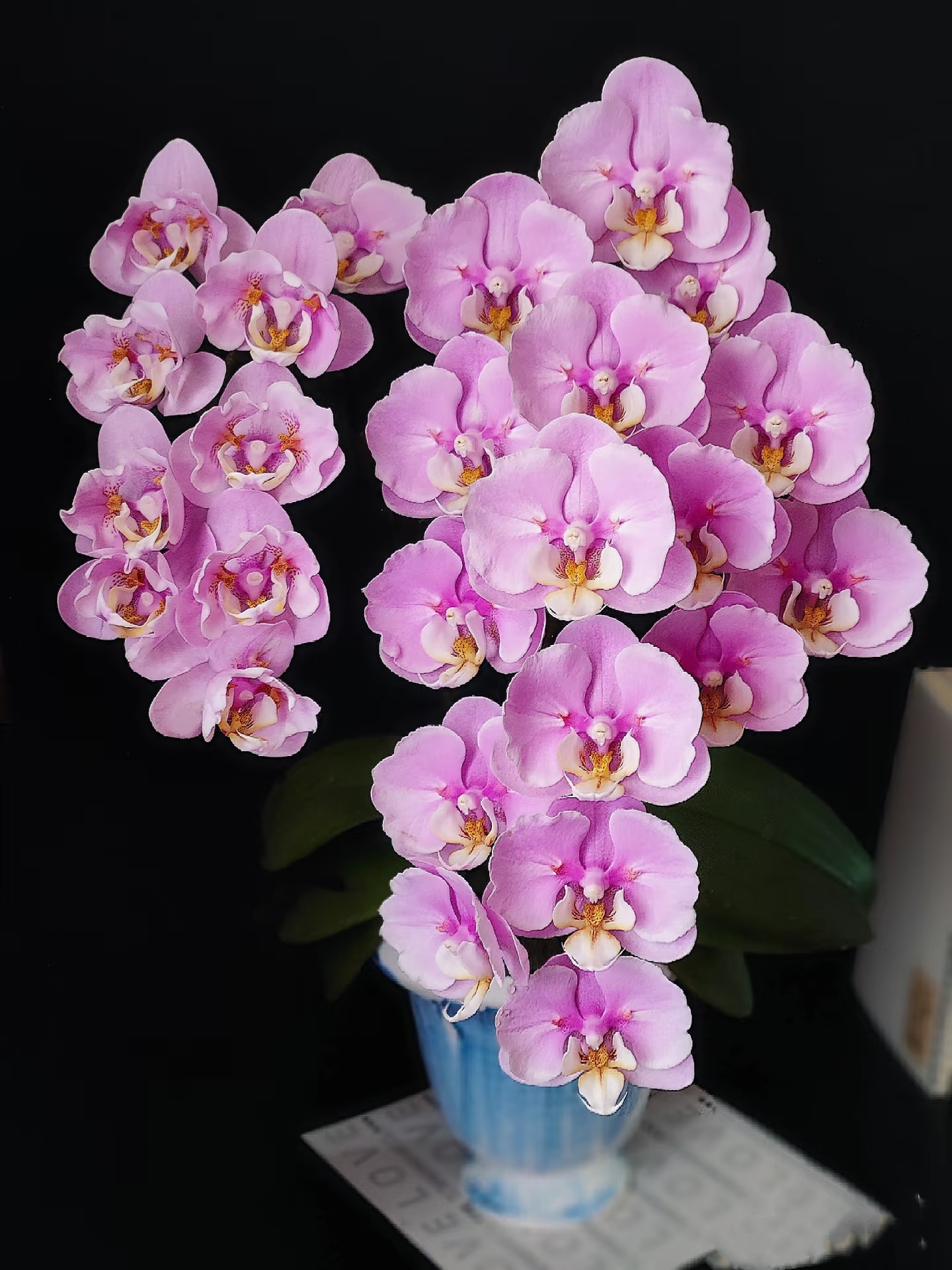 花乡甄选【蕾丝安娜】3.0寸杯高品质蝴蝶兰苗【有返祖几率】