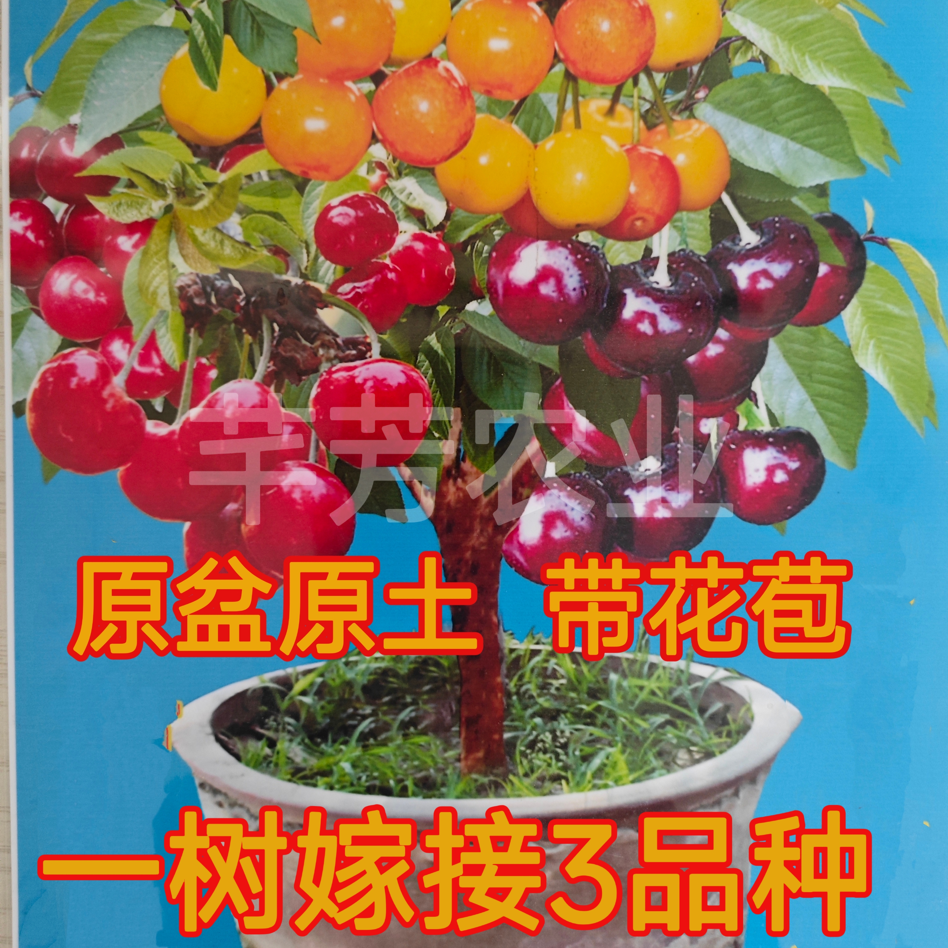 一树3品种 原盆原土 带花苞 车厘子大樱桃树