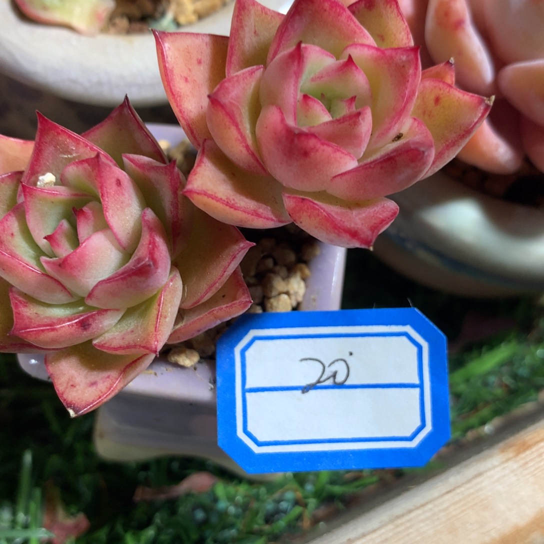 旋****旋律         1花           