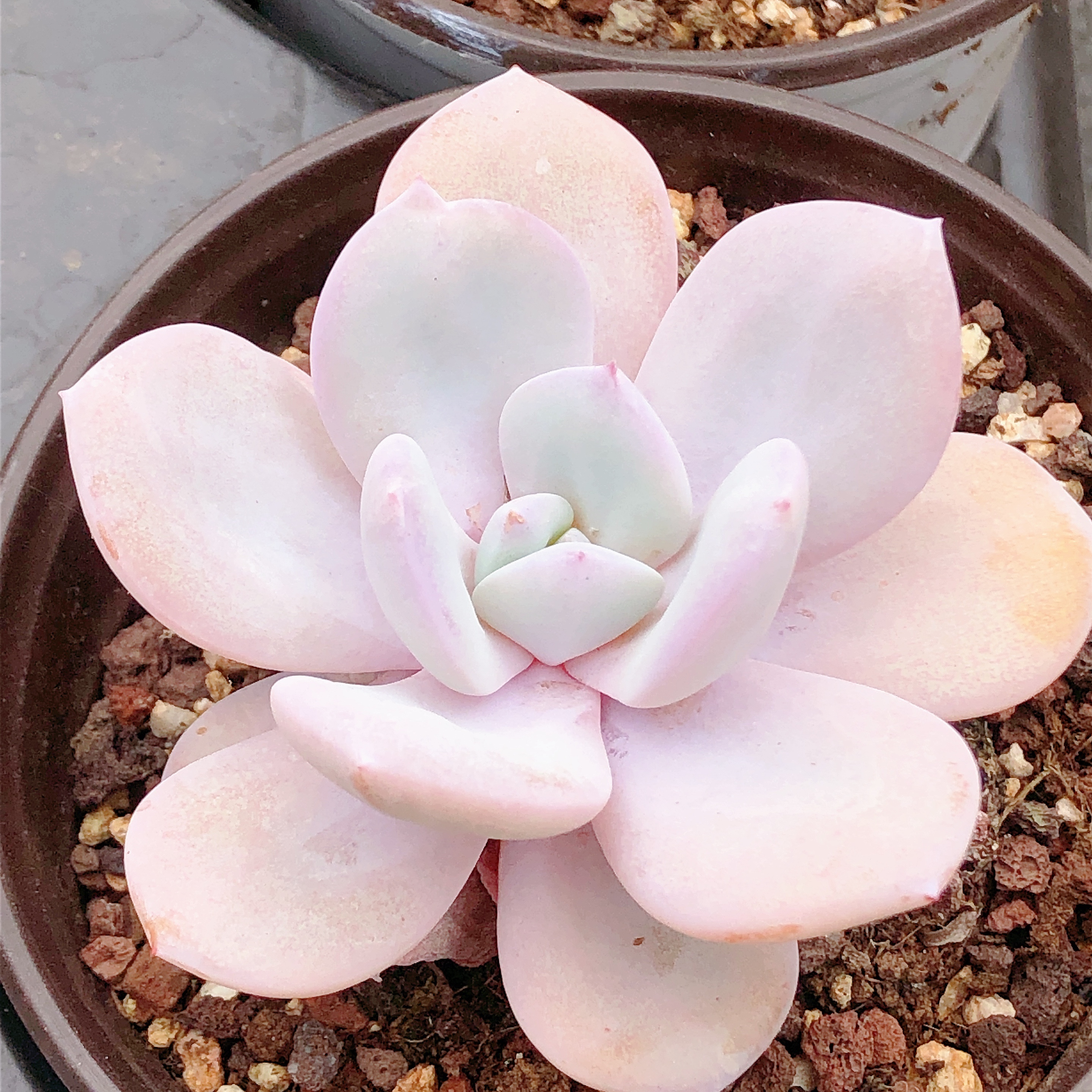 多肉植物   母本单头奶茶一颗（尺寸6-7左右）满28包邮除偏远