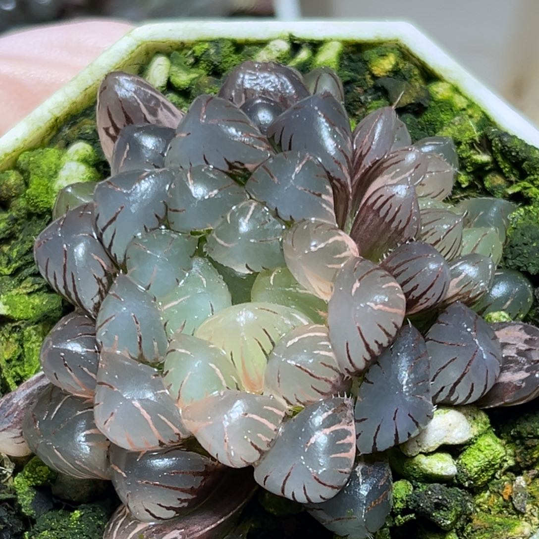 恭喜发财大吉大利843