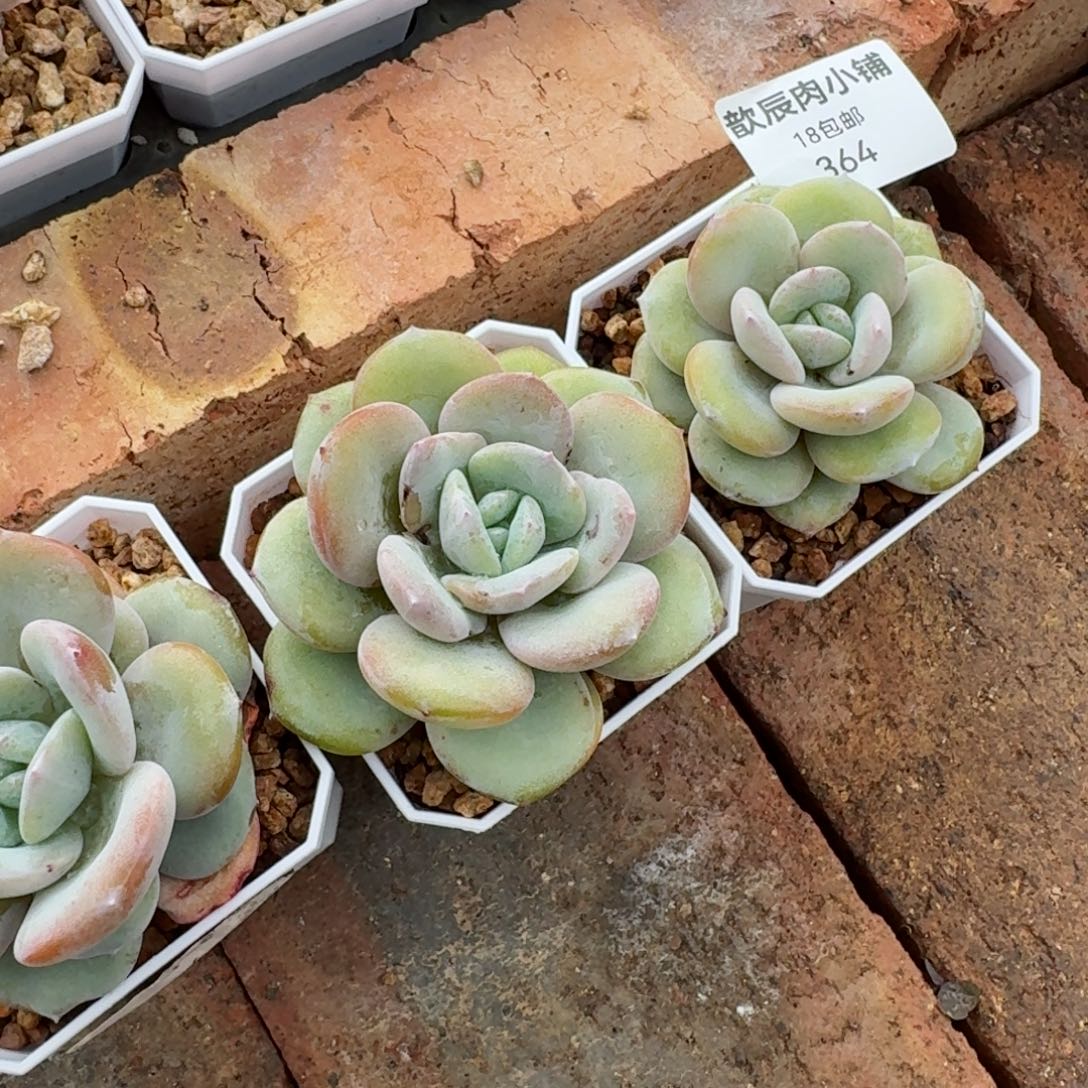 多肉植物奶茶单头364量拍一颗