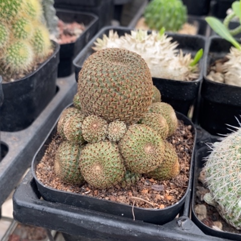 橙宝山群5仙人球