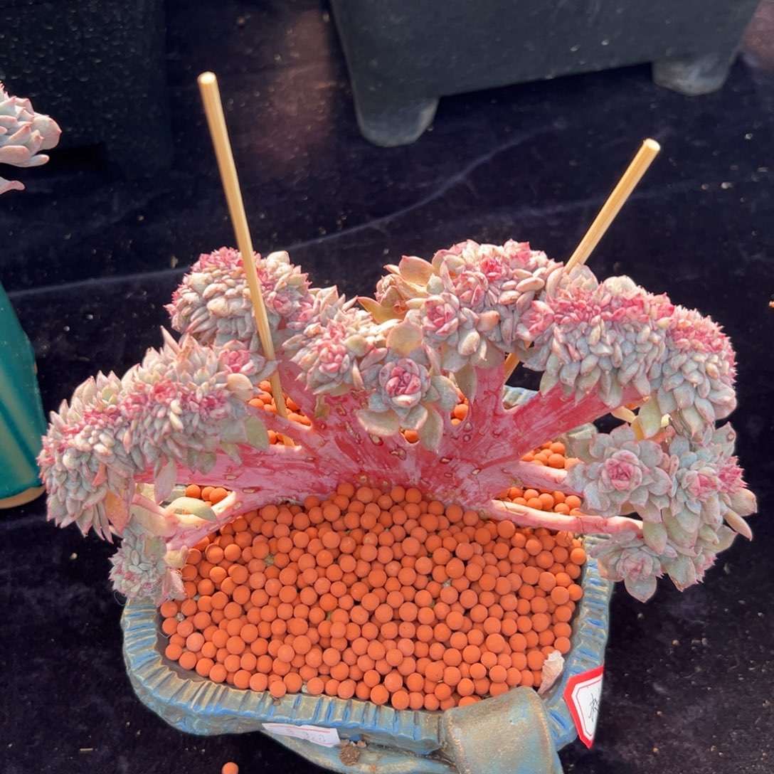 新年快乐 新年快乐 半价 新年快乐