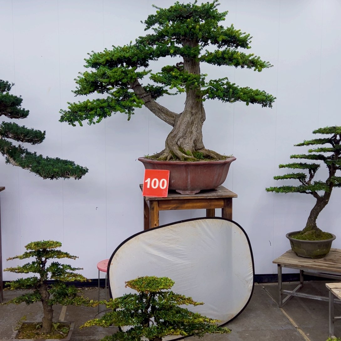 无花朵河南大哥一物一拍